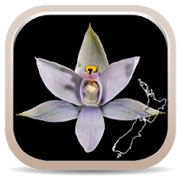 NZ Orchid Key