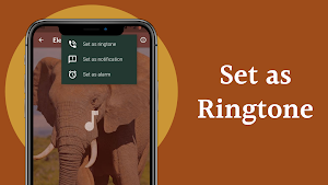 Elephant Sounds Screenshot 3