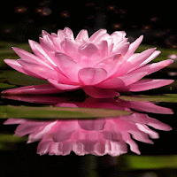 Magical Pink Flower LWP