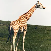 Giraffe Wallpapers 2
