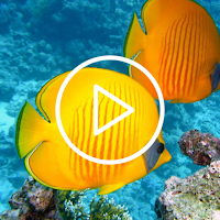 Underwater Live Wallpaper
