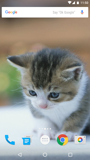 Cats Wallpapers Screenshot 2
