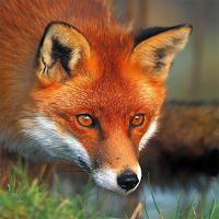 Fox Sounds