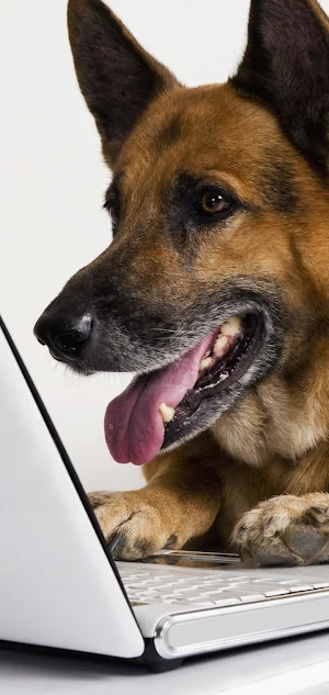 German Shepherd Wallpapers Screenshot 3