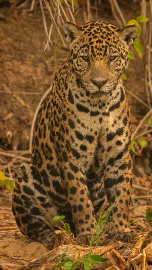 Leopard Wallpapers Screenshot 0