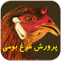 پرورش مرغ بومی