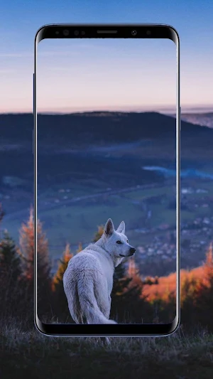 Wolf Wallpapers Screenshot 1