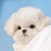 Kawaii Puppy Wallpaper 4K