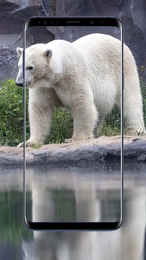 Polar Bear Wallpapers Screenshot 3