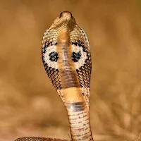 Indian Cobra Snake Wallpapers