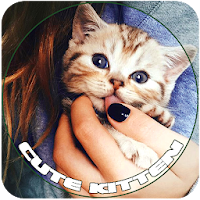 Cute Kittens