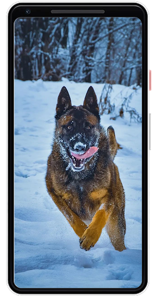 Dog Wallpapers Screenshot 1