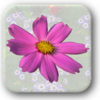 Flowers of India