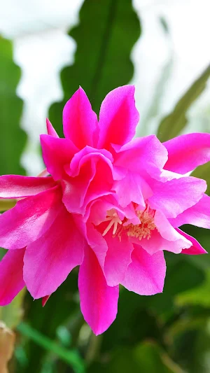 Epiphyllum Wallpapers Screenshot 2
