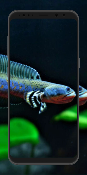 Channa Fish Wallpaper Screenshot 2