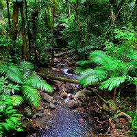 Rainforest Sounds