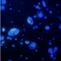 Jellyfish Live Wallpaper