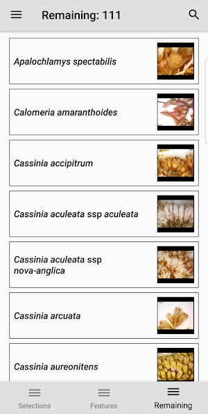 Key to the Cassinia group Screenshot 2