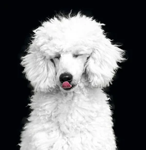 Poodle Dog Wallpapers Screenshot 1