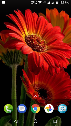 Daisy Wallpapers Screenshot 0