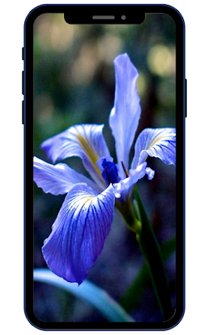 Lily Wallpapers Screenshot 1
