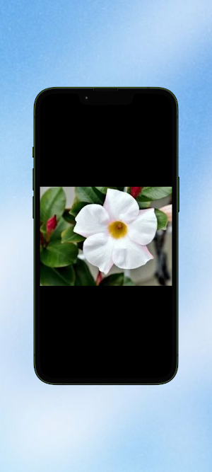 Mandevilla Flower WalL Screenshot 3