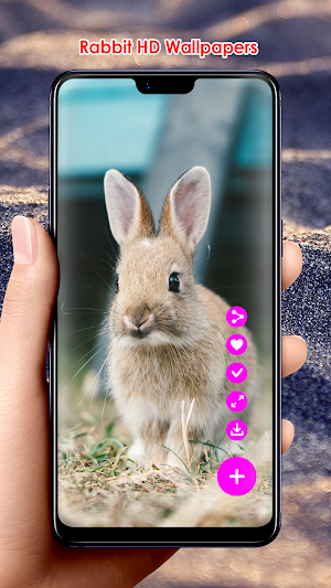 Rabbit HD Wallpapers Screenshot 2