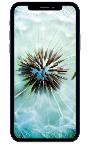Dandelion Wallpaper Screenshot 2