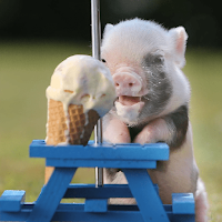 Pig Oink Livestock Soundboard