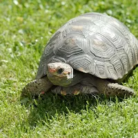 Tortoise Wallpaper