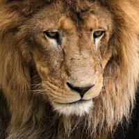 Lions Wallpapers