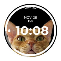 Cute Cat