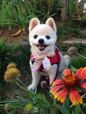 Cute puppies Screenshot 2