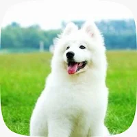 white dog wallpaper