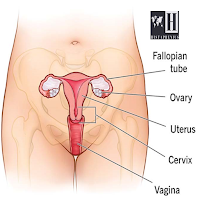 Vagina Anatomy