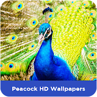 Peacock HD Wallpapers
