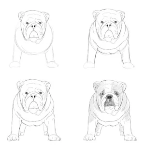 How to draw animals guide Screenshot 1