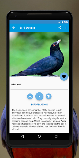 Birds Sounds and Info: Sounds Of Birds Screenshot 2