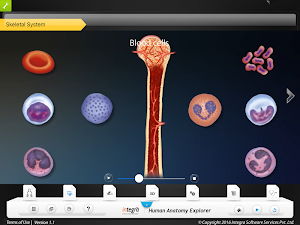 HumanAnatomy-SkeletalSystem Screenshot 3