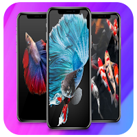 Betta Fish Live Wallpaper 4K