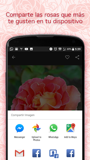 Pictures of Roses Screenshot 2