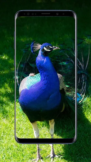 Peacock Wallpapers Screenshot 0
