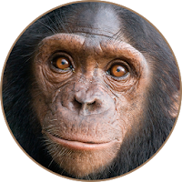 Chimpanzee Sounds