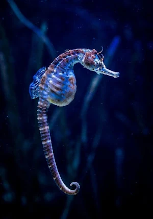 Seahorse Wallpapers Screenshot 3