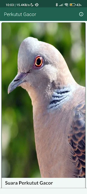 Suara Burung Perkutut Gacor Screenshot 3