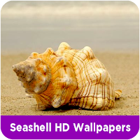 Seashell HD Wallpapers