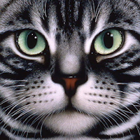 Mad for Cats