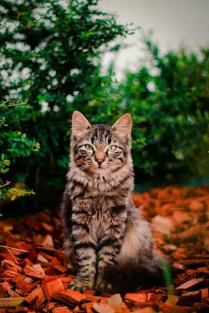 Animal Wallpaper 4K Screenshot 1