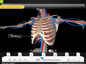 HumanAnatomy-MuscularSystem Screenshot 3