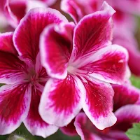 Geranium Flower Wallpapers